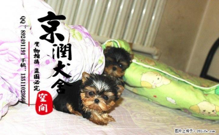 北京哪里有卖纯种约克夏的多少钱一只 - 宠物交易 - 宠物信息 - 桂林分类信息 - 桂林28生活网 www.28life.com