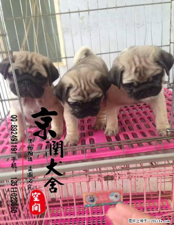 北京哪里有卖纯种巴哥幼犬的 北京卖八哥的 巴哥犬配种 - 宠物交易 - 宠物信息 - 桂林分类信息 - 桂林28生活网 www.28life.com