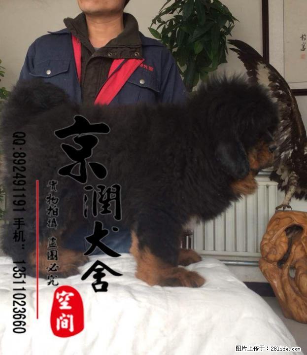 出售纯种大狮头小藏獒 狮头小藏獒 红獒 铁包金 雪獒 - 宠物交易 - 宠物信息 - 桂林分类信息 - 桂林28生活网 www.28life.com