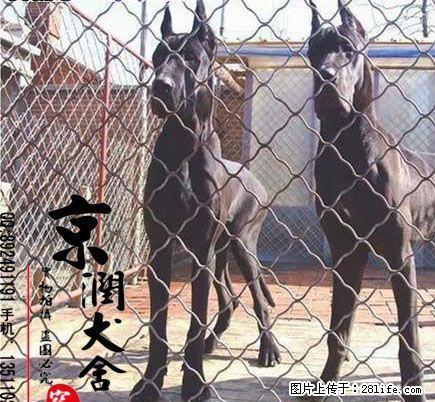 纯种金丹犬的价格 黑丹犬图片 花丹多少钱一只 桂林有卖大丹的吗 - 宠物交易 - 宠物信息 - 桂林分类信息 - 桂林28生活网 www.28life.com