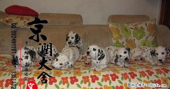 桂林有卖斑点小狗的吗 斑点犬的价格 - 宠物交易 - 宠物信息 - 桂林分类信息 - 桂林28生活网 www.28life.com