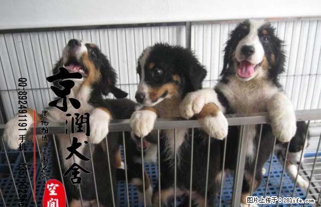 哪里有卖纯种伯恩山小狗 伯恩山犬的价格 伯恩山配种 - 宠物交易 - 宠物信息 - 桂林分类信息 - 桂林28生活网 www.28life.com