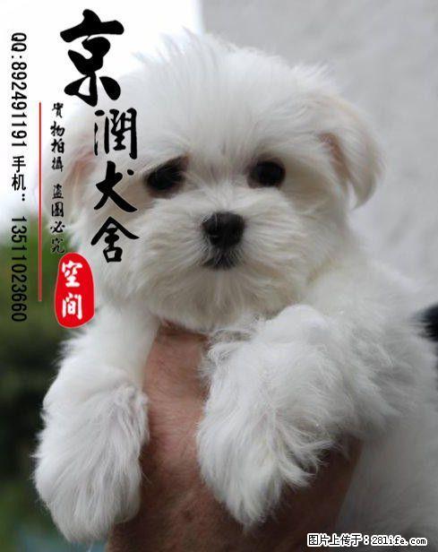 北京哪里卖纯种马尔济斯犬 - 宠物交易 - 宠物信息 - 桂林分类信息 - 桂林28生活网 www.28life.com