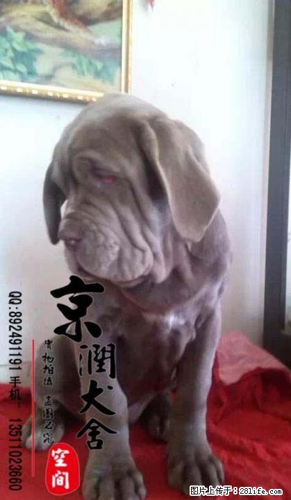 北京哪里卖纯种纽波利顿的 - 宠物交易 - 宠物信息 - 桂林分类信息 - 桂林28生活网 www.28life.com