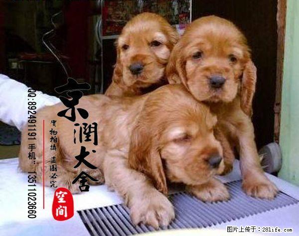 北京哪里出售纯种可卡犬 - 宠物交易 - 宠物信息 - 桂林分类信息 - 桂林28生活网 www.28life.com