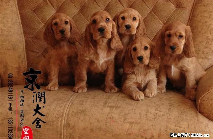 北京哪卖可卡幼犬 好养吗 - 宠物交易 - 宠物信息 - 桂林分类信息 - 桂林28生活网 www.28life.com