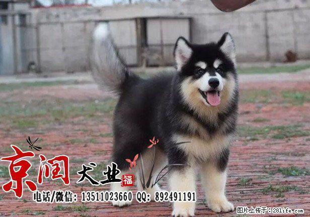 北京最好的犬舍是哪家 - 宠物交易 - 宠物信息 - 桂林分类信息 - 桂林28生活网 www.28life.com
