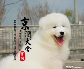 北京哪里的萨摩是纯种的 多少钱一只 - 桂林28生活网 www.28life.com