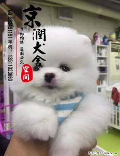 茶杯博美犬可以长多大 好养吗 - 桂林28生活网 www.28life.com