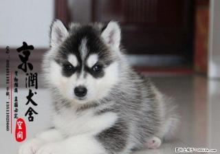 北京哪里出售纯种哈士奇幼犬的 赛级哈士奇多少钱 - 桂林28生活网 www.28life.com