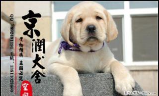 北京纯种拉不拉多幼犬多少钱一只 - 桂林28生活网 www.28life.com