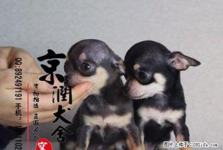 北京哪里有卖小型茶杯体吉娃娃的多少钱一只 - 桂林28生活网 www.28life.com