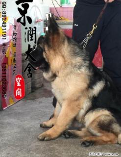 哪里有卖纯种双血统德国牧羊犬的 多少钱一只 - 桂林28生活网 www.28life.com