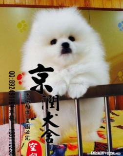 北京纯种博美幼犬多少钱一只哪里有卖博美幼犬的 - 桂林28生活网 www.28life.com