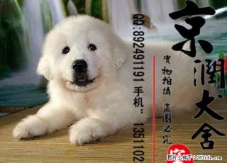 北京哪里有卖纯种大白熊幼犬的多少钱一只 - 桂林28生活网 www.28life.com