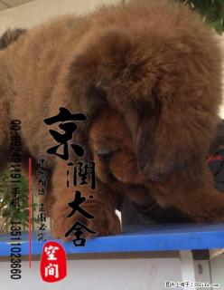 北京哪里的大型藏獒好 - 桂林28生活网 www.28life.com