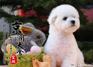 哪里有卖纯种小型比熊多少钱一只 - 桂林28生活网 www.28life.com