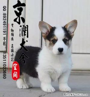 北京纯种双色柯基幼犬多少钱一只 - 桂林28生活网 www.28life.com