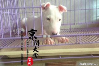 哪里有卖纯种牛头梗的多少钱一只 - 桂林28生活网 www.28life.com