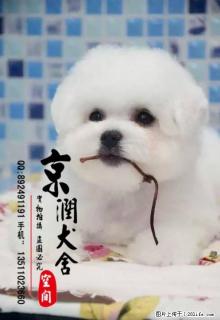 北京有卖三个月的比熊的吗 北京有给比熊配种的吗 - 桂林28生活网 www.28life.com