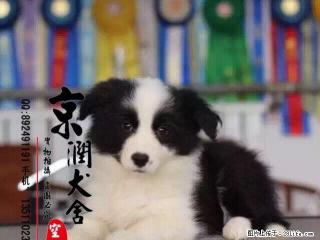 纯种边境牧羊犬出售 赛级双血统 全国包邮 - 桂林28生活网 www.28life.com