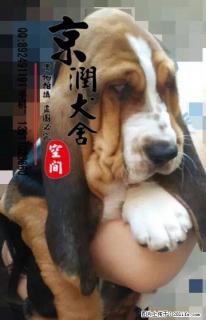 出售纯种双血统巴吉度幼犬 巴吉度图片 巴吉度小狗 - 桂林28生活网 www.28life.com