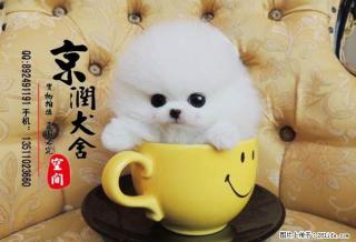 哈多利球体小博美犬的价格 俊介幼犬 - 桂林28生活网 www.28life.com