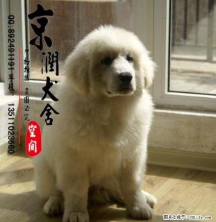 纯种大白熊犬的价格 巨型大白熊 熊版大白熊 - 桂林28生活网 www.28life.com