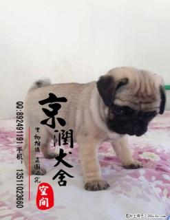 纯种巴哥犬的价格 巴哥犬吃什么 巴哥犬的喂养 - 桂林28生活网 www.28life.com