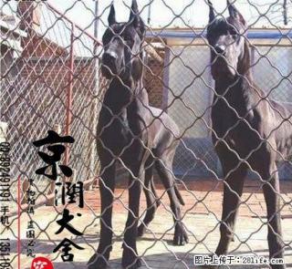 纯种金丹犬的价格 黑丹犬图片 花丹多少钱一只 桂林有卖大丹的吗 - 桂林28生活网 www.28life.com