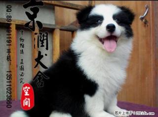 桂林有卖边境牧羊犬的吗 桂林宠物狗的价位 桂林卖小狗的 - 桂林28生活网 www.28life.com