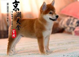 桂林有卖小柴犬的吗 桂林小柴犬的价格 柴犬多少钱一只 - 桂林28生活网 www.28life.com