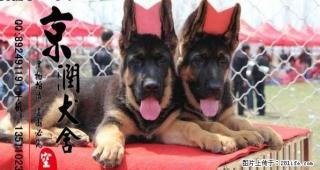 桂林有卖锤系德国牧羊犬的吗 黑背犬价格 弓背犬多少钱一只 - 桂林28生活网 www.28life.com
