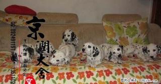 桂林有卖斑点小狗的吗 - 桂林28生活网 www.28life.com