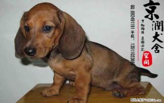 腊肠犬好养吗 腊肠犬吃什么 腊肠犬怎么卖的 - 桂林28生活网 www.28life.com