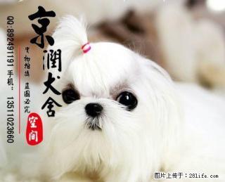 纯种马尔济斯犬的价格 马尔济斯好养吗 马尔济斯吃什么 - 桂林28生活网 www.28life.com