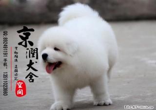 小萨摩 萨摩图片 萨摩吧 萨摩多少钱 美系萨摩 - 桂林28生活网 www.28life.com