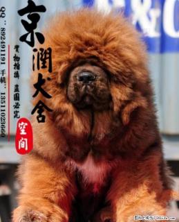 纯种狮头小藏獒幼犬出售 藏獒小狗多少钱一只 - 桂林28生活网 www.28life.com