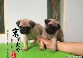 哪里有卖纯种的小巴哥 纯种的巴哥犬的价格 巴哥价位高吗 - 桂林28生活网 www.28life.com