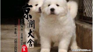 哪里有卖纯种的大白熊小狗 大白熊犬咬人吗 - 桂林28生活网 www.28life.com