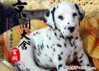 家里有老人能养斑点小狗吗 斑点犬的特点 斑点狗的价位高吗 - 桂林28生活网 www.28life.com