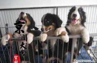 哪里有卖纯种伯恩山小狗 伯恩山犬的价格 伯恩山配种 - 桂林28生活网 www.28life.com