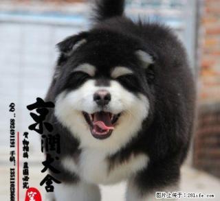 纯种的阿拉斯加犬能长多大 阿拉斯加犬哪里有卖的 - 桂林28生活网 www.28life.com