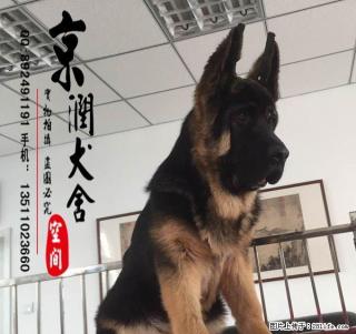 德国牧羊犬犬好养吗 德国牧羊犬犬吃什么 - 桂林28生活网 www.28life.com