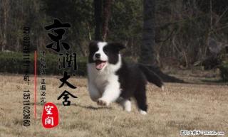 边境牧羊犬图片 边境牧羊犬吧 边境牧羊犬多少钱 - 桂林28生活网 www.28life.com