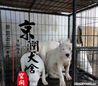 什么狗能打猎 什么狗能看场子 - 桂林28生活网 www.28life.com