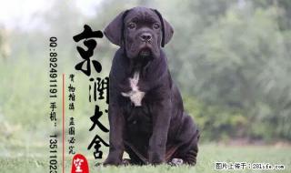卡斯罗咬人吗 卡斯罗能看家吗 - 桂林28生活网 www.28life.com