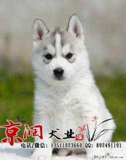 什么样的哈士奇是纯种的 二哈的价格 - 桂林28生活网 www.28life.com