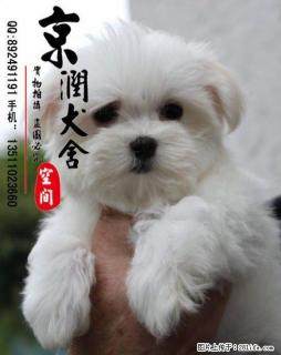 北京哪里卖纯种马尔济斯犬 - 桂林28生活网 www.28life.com