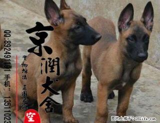 北京哪家狗场信誉高 - 桂林28生活网 www.28life.com